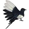 Generic Uccello da Esposizione per, Ali spiegate da 18 cm