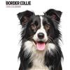 Magnet & Steel Calendario 2024 moderno di Border Collie