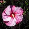 le Georgiche Vivai le Georgiche - Pianta vera di Hibiscus moscheutos Carousel Pink Candy Hibiscus moscheutos 'Tahi12' Ibisco - vaso Ø 14 cm