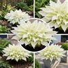 FLORIUM - Hosta White Feather, 3 piante di hosta perenni. Piante Funkein rustiche a radice nuda dall'Olanda (senza semi, bulbi, non artificiale). Perfette come tappezzante all'ombra