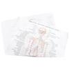 1pc Anatomical Poster Body Structure Painting Skeletal Anatomy immagine
