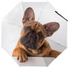 Cmagnifico Ombrello pieghevole, ombrello con zampa di bulldog francese e cane, ombrello da viaggio con apertura e chiusura automatica, antivento, impermeabile