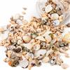 FAYAHAR 200 Pezzi Conchiglie Decorative, Conchiglia Naturale Marine Miste, Conchiglie da Spiaggia, Lumache di Mare, Stelle Marine, per Artigianato, Decorazione, Artigianato Fai da Te