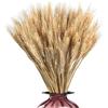 KWJTOY 200 Pezzi Fiori Secchi Decorativi, Spighe di Grano Vere Essiccate, Spighe di Grano Decorative, Decorazioni per La Casa O per Feste Caminos, Casa, Chiesa, 45cm