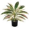 Oairse Pianta artificiale dracaena da 48 cm in vaso con vaso nero artificiale Dracaena piante tropicali artificiali per bagno, soggiorno, ufficio, scrivania, mensola, rosa