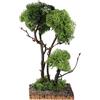 Holyart Albero con lichene su roccia 13x8x8