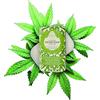 Nesti Dante Florence Italy Luxury Hemp Canapa Seife