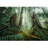 Ravensburger Puzzle 12000292 - Nature Edition, Fascinating Forest - Puzzle da 1000 pezzi per adulti e bambini dai 14 anni in su, puzzle con paesaggio e natura