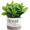 Morbuy Piccoli Pianta Artificiali in Vaso, Piante Artificiali di Foglia Verde da Interno con Vasetto, Piantine Finte per Soggiorno, Appartamento, Balcone, Ufficio, Scrivania (Albero di Soldi)