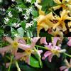 ClematisOnline 3 x Gelsomino (Giallo-Bianco-Rosa) - Acquista 3/Paga2 - Pianta Adulta | ClematisOnline