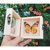 Guoyoocc Farfalle squisite Insetto Esemplare,tassidermia di Farfalle,Vera Taxidermia sotto Vetro Montato in Un Elegante Telaio in Legno 3D Fatto a Mano,Farfalla Ornamento,Regalo di Artigianato