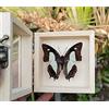 Guoyoocc Farfalle squisite Insetto Esemplare,tassidermia di Farfalle,Vera Taxidermia sotto Vetro Montato in Un Elegante Telaio in Legno 3D Fatto a Mano,Farfalla Ornamento,Regalo di Artigianato