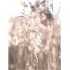 OYFFL Frumento Reed Wall Art Canvas Paesaggio Fiore Pianta Pittura Soggiorno Quadri Moderni su Tela Pittura con Stampa nordica (30 * 40cm Senza Cornice,5)