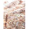 OYFFL Frumento Reed Wall Art Canvas Paesaggio Fiore Pianta Pittura Soggiorno Quadri Moderni su Tela Pittura con Stampa nordica (40 * 60cm Senza Cornice,1)