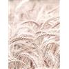 OYFFL Frumento Reed Wall Art Canvas Paesaggio Fiore Pianta Pittura Soggiorno Quadri Moderni su Tela Pittura con Stampa nordica (30 * 40cm Senza Cornice,12)
