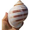 COYOUCO Conchiglie Grandi Conchiglie Naturali Grandi Conchiglie Grandi Conchiglie Ideali per Feste a Tema Spiaggia, Decorazioni per la casa, Artigianato Fai-da-Te, Acquario, pianta Aerea,L