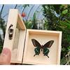 Guoyoocc Farfalle squisite Insetto Esemplare,tassidermia di Farfalle,Vera Taxidermia sotto Vetro Montato in Un Elegante Telaio in Legno 3D Fatto a Mano,Farfalla Ornamento,Regalo di Artigianato
