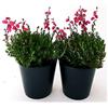 POWERS TO FLOWERS - ERICA DABOECIA CANTABRICA, 2 PIANTE, piante vere