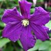 ClematisOnline Clematide Viticella - Vaso 1,5 litro (Pianta rampicante - Clematis - Pianta adulta - Resistenza al freddo: Ottima) - Muri e recinzioni, Pergola, Balconi e terrazze | ClematisOnline