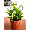 POWERS TO FLOWERS - HOYA AUSTRALIS, hoya di cera a fiore bianco, vaso 12cm diametro, pianta vera