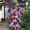 ClematisOnline 3 x Mix di piante rampicanti Clematidi (3 piante): Blu (Clematis The President), Bianco (Clematide Bateman) e Rosso (Clematide Rouge Cardinal) | 3 vasi da 1,5 litri
