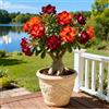 Vnuhgzs Rosa del Deserto Rara/Rosa del Deserto Resistente al Freddo/Ottima Balcone-1 PCS-D