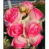 Vnuhgzs Rosa rara/Rosa ibrida Rizoma/Rizoma/Resistente/Giardino/Facile da curare/Decorazione per esterni-1 Rizoma-F
