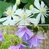 ClematisOnline 2 piante rampicanti di Clematis: Clematis Summer Snow e Alpina - Bianco e viola, perenni e resistenti | 2 vasi da 1,5 litri