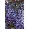 eGarden.store Pianta di Glicine o Wisteria diverse varietà, grsandezze e colori pianta rampicante da esterno pianta ornamentale vera venduta da eGarden.store (Brachybotrys Ikoyama Fuji v.24 cm)