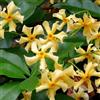 ClematisOnline 3 x Gelsomini - Star of Toscane/Stella di Toscana | Acquista 3 / Paga 2 (Gelsomino - Pianta Sempreverde) - 3 Vasi da 1,5 litro (Pianta Rampicante - Giallo - Pianta Adulta) | ClematisOnline