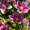 ClematisOnline 3 x Clematide Piilu - Acquista 3 / Paga 2 (per Muri e Recinzioni, Pergola, Patio, Balconi e Terrazze) - 3 Vasi da 1,5 litri (Pianta Rampicante - Clematis Rosa - 3 x Pianta Adulta) | ClematisOnline