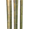bambus-discount.com Bambù Asta Naturgruen bis braungelb, durch. circa 7 fino a 8 cm, lunghezza ca. 180 cm