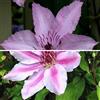 ClematisOnline Clematidi - 2 piante rampicanti Clematide Hagley Hybrid & Clematis Nelly Moser - 2 x 1,5 litri - Rosa & Invernale | ClematisOnline piante rampicanti e fiori