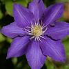 ClematisOnline 2 x Clematis The President - Set di 2 piante rampicanti e durature invernali, micrati, piante rampicanti pluriennali