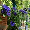 ClematisOnline Clematide The President (per giardino, balcone e patio) - Vaso 1,5 Litro (Pianta Rampicante - Clematis Blu - Pianta Adulta) - Muri e Recinzioni, Pergola, Balconi e Terrazze | ClematisOnline