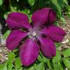 ClematisOnline Clematide Rouge Cardinal - Vaso 1,5 litro (Pianta rampicante - Clematis - Resistenza al freddo: Ottima - Pianta adulta) - Pergola, Balconi e terrazze | ClematisOnline