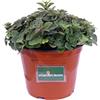 eGarden.store Pianta di Origano Strisciante Pianta di Origano pianta da esterno pianta aromatica pianta profumata pianta vera di Origano Strisciante venduta da eGarden.store