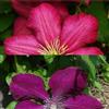 ClematisOnline Clematis - Piante rampicanti (2): Clematis Rouge Cardinal & Clematis Ville de Lyon - Vasetti da 1,5 litri - Velluto e rosso carminio & Invernale duro | ClematisOnline per piante rampicanti e fiori
