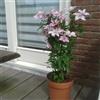 ClematisOnline 2 x Clematidi Hagley Hybrid (Clematis/Clematide) - Set di 2 piante rampicanti - rosa, piante rampicanti pluriennali e durature invernali, 2 x 1,5 litri