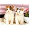 DCIDBEI Diamante Quadrato 50x40cm gatti square diamond painting adulti amici bambini pittura con i numeri quadri mosaico kit punto croce completo pietre rettangolari decorazione puzzle con perline per la casa