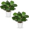 Arborus 2 piante artificiali in vaso bianco, 25,9 cm, finto ficus, foglie di fico, piccole piante artificiali decorative per interni, per casa, tavolo, bagno, decorazione