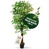 Decovego Fico Ficus Benjamin Pianta Albero Artificiale Plastica con Legno Naturale 180cm