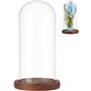 NBEADS Cupola In Vetro Trasparente, 10.4x19cm Vetrina In Vetro Trasparente con Base In Legno di Cammello Vetrina Decorativa A Cupola per Esposizione di Piante, Fiori, Foto, Decorazione di Medaglie