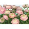 KOMAR Fotomurale KOMAR Gentle rosa, Multicolore 368X254 cm