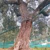 4F GROUP Rete per olive 4F GROUP Rete olive MQF 3x167 L 167 x H 3 m