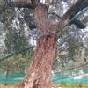 4F GROUP Rete per olive 4F GROUP Rete olive MQF 5x100 L 100 x H 5 m