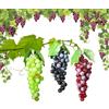 Molyorch 3 Pezzi Frutta Finta, Frutti Artificiali, Decorativi Realistici Uva Grappoli, Frutti D'uva Artificiale, per Decorazione Vino, Puntelli Frutta Artificiali