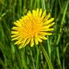 le Georgiche Vivai le Georgiche - Pianta vera di Tarassaco Taraxacum officinale, Leontodon taraxacum Dente di leone, Soffione, Polenta del diavolo - vaso Ø 16 cm