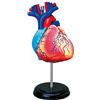 EXPLORA SCIENCES ESPLORA - Cuore - Anatomia del corpo umano - 546052-31 pezzi - Istruzioni per il montaggio e quiz educativi - Kit di scoperta - Gioco per bambini - Scientifico - A partire dai 8 anni