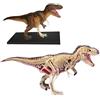 EXPLORA SCIENCES EXPLORA - T-Rex - Paleontologia - 546092 - Modello realistico di 36 pezzi - Istruzioni per il montaggio e quiz educativo - Dinosauro - Kit di scoperta - Per bambini - A partire dai 8 anni